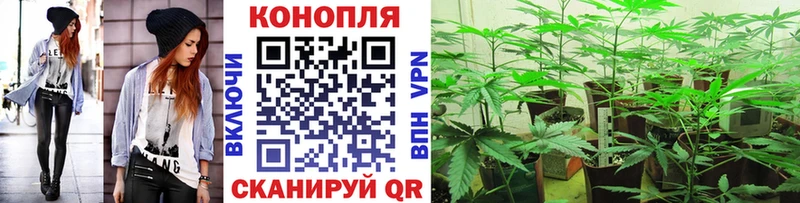 купить наркотик  Курчатов  Бошки Шишки планчик 